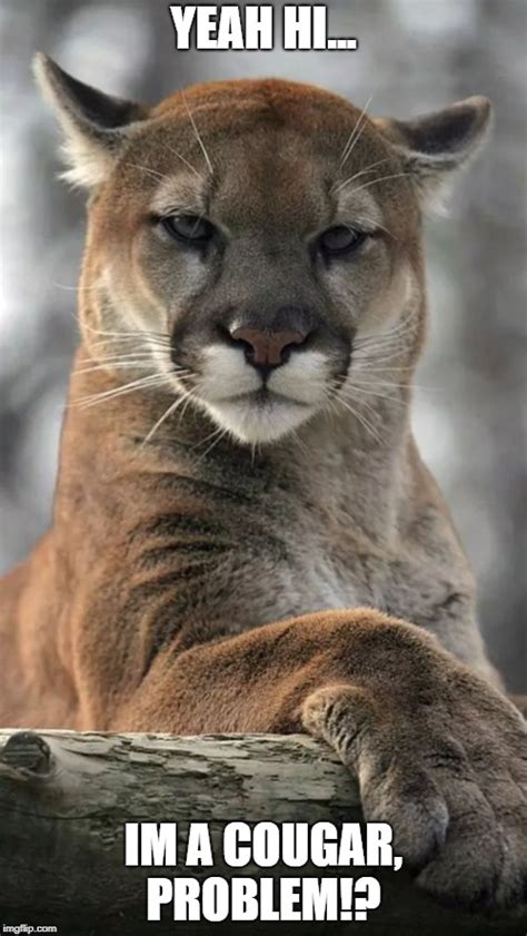 cougar meme funny